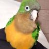 Pets Love Sitter