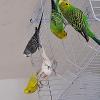 Pets Love Sitter