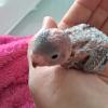 Pets Love Sitter