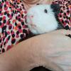 Pets Love Sitter