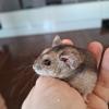 Pets Love Sitter