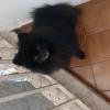 Esse lindo e raro Lulu da Pomerânia foi cuidado por mim durante 3 anos.
