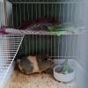 Dkm Pets