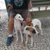 Casal Pet Adestramento