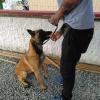 Casal Pet Adestramento