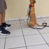 Casal Pet Adestramento