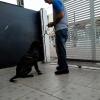 Casal Pet Adestramento