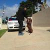 Casal Pet Adestramento