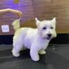 Tosa West Terrier