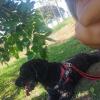 Pet Sitter Dog Walker E Taxi Pet Em Limeira E Piracicaba