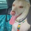 Pet Sitter Dog Walker E Taxi Pet Em Limeira E Piracicaba