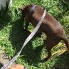 Pet Sitter Dog Walker E Taxi Pet Em Limeira E Piracicaba