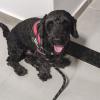 Pet Sitter Dog Walker E Taxi Pet Em Limeira E Piracicaba