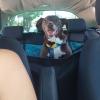 Pet Sitter Dog Walker E Taxi Pet Em Limeira E Piracicaba