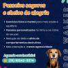 Pet Sitter Dog Walker E Taxi Pet Em Limeira E Piracicaba