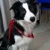 Companhia para cachorrinha em casa