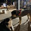 Passeio tranquilo (dono permitiu a socialização com outros cachorros)