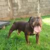 Marcos Passeador De Cães