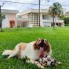 Marcos Passeador De Cães