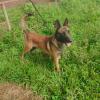 Marcos Passeador De Cães