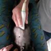 Vet Home Care Df