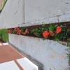 Paisagismo E Jardinagem