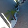Paisagismo E Jardinagem