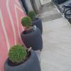 Paisagismo E Jardinagem