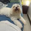Pet pode subir na cama