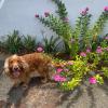 Alê Amorim Hotel Pet