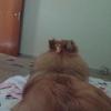 Karen Serviços Veterinários Ltda