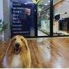 Diamond Vet Clínica Veterinária E Pet Shop