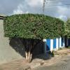 Alves Marques Jardins Manutenção E Paisagismo