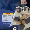 Veterinário Domiciliar 24h Em Goiânia  Dr. Yago Pereira
