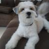 Lili Dog Walker