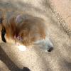 Lili Dog Walker