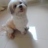 Lili Dog Walker