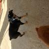 Lili Dog Walker