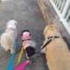 Lili Dog Walker