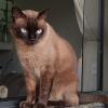 Amanda Fontana  Petsitter