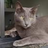 Amanda Fontana  Petsitter