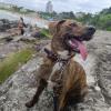 Amanda Fontana  Petsitter