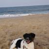 Amanda Fontana  Petsitter