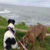 Amanda Fontana  Petsitter
