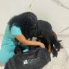 Manuela Freitas Veterinário Em Domicílio