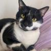 cuidadora de gatos em domicilio