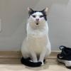 cuidadora de gatos