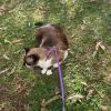 catsitting