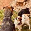 Victoria Pet Care