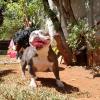 Victoria Pet Care
